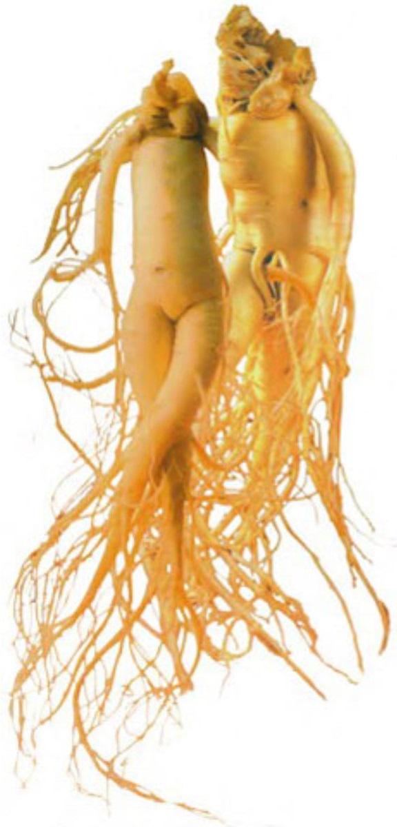 4 loại nhân sâm nổi tiếng trên thế giới